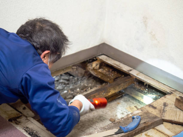 Office Mold Removal Services in Grand Rapids, MI
