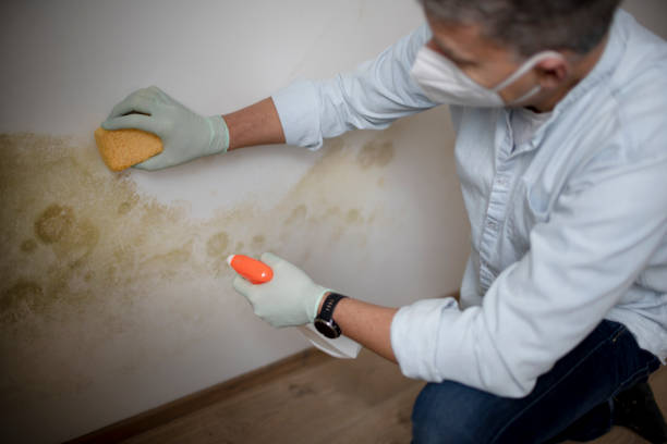 Best Mold Damage Repair  in Grand Rapids, MI