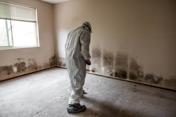 Best Toxic Mold Removal  in Grand Rapids, MI