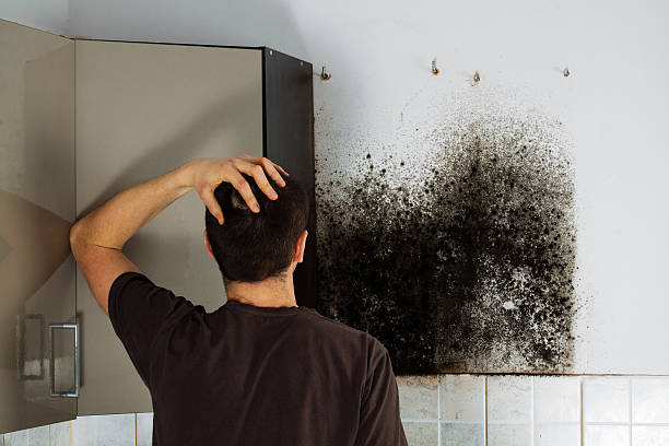 Best Attic Mold Removal  in Grand Rapids, MI